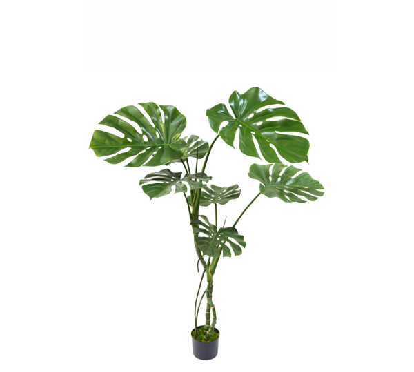 Monstera 'giant leaf' 1.2m